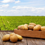 Farm to Freezer: The Story Behind Every Bite-Sized Happiness!